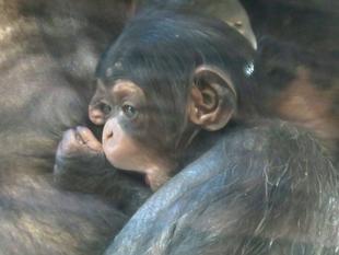 チンパンジーのシャッターチャンス！