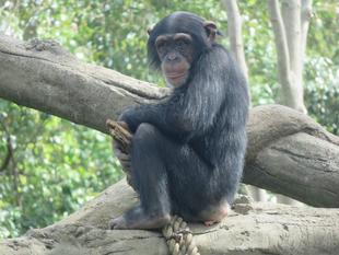 チンパンジーの展示場に怪しいやつ！