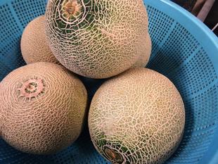 チンパンジーもめろめろメロン！