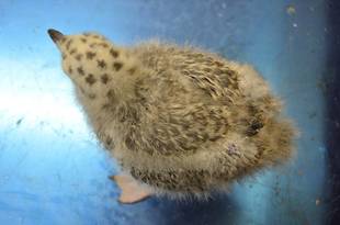 セグロカモメ成長記 ３