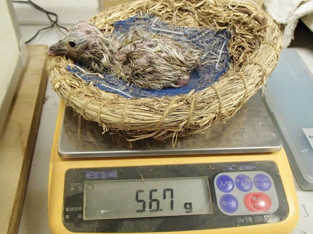 セグロカモメの卵が孵化しました!の写真
