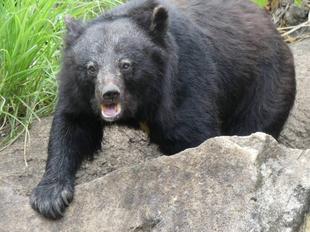 ズーラシア・アドベンチャー2017　★日本の山里　探検隊★