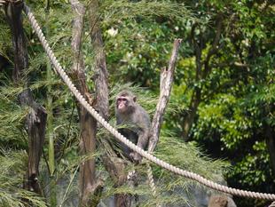 ニホンザルの七夕祭り