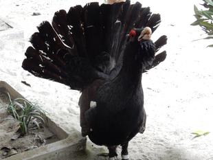 不思議な声で鳴くのはだれ！？