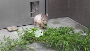 狡兎三窟（ピーターの部屋）