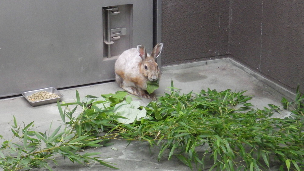 狡兎三窟(ピーターの部屋)の写真