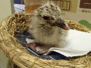 セグロカモメ成長記 １