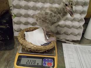 セグロカモメ成長記 ２