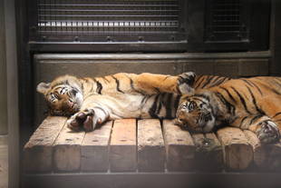 子育て情報-56（スクラップ＆ビルド？）