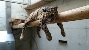 寝相いろいろ（ウンピョウのコーラル）