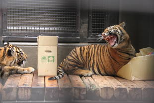 子育て情報-58（久しぶりに段ボールを！）