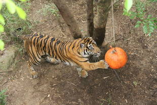 世界トラの日（International Tiger Day）