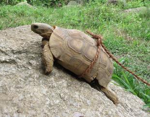 ベルセオレガメのベル。