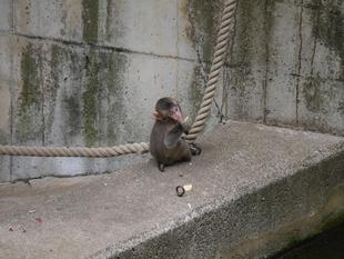 ニホンザルすくすく成長記⑥