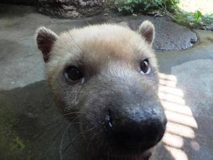 お鼻の上のお肉=フランシスver=