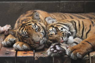 子育て情報-57（どうしても2頭まで・・・( ﾟДﾟ)）