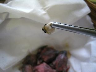 ぷるぷる。ぼくはワルモノじゃないよ。