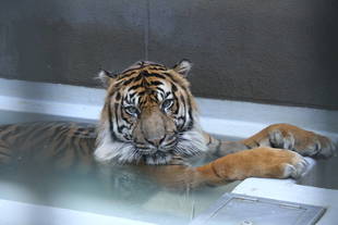 暑い日には、プールを使って（　＾ω＾）・・・