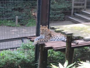 ダッシュのお立ち台