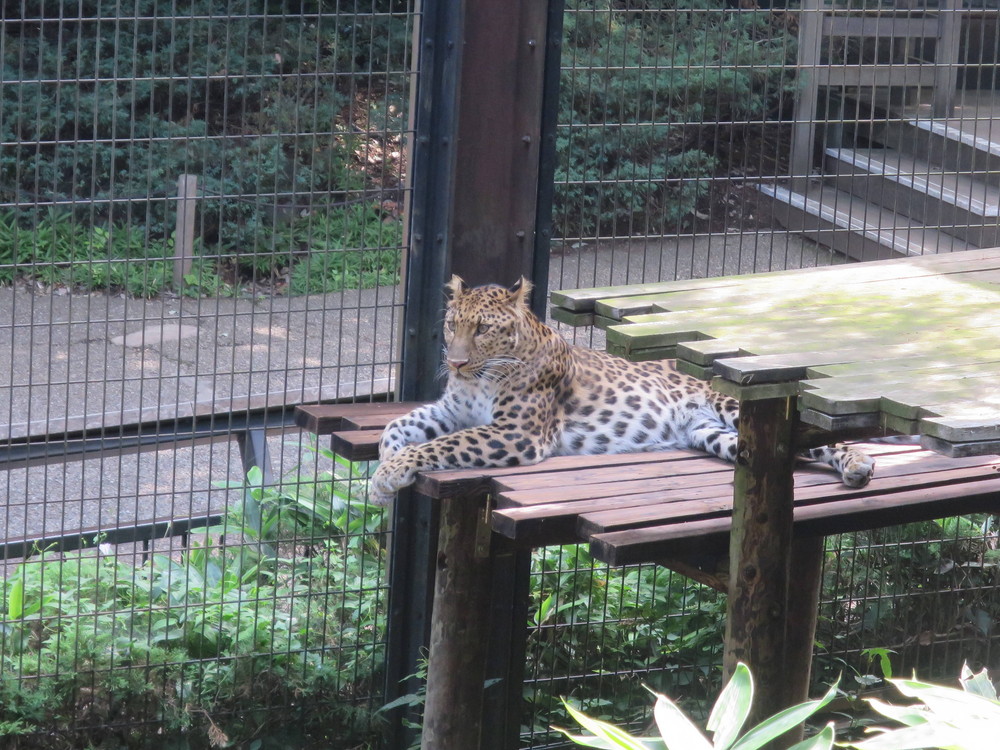 ダッシュのお立ち台の写真