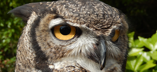 夜のバードショーのお知らせ