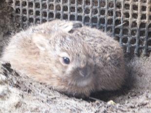 東北野兎セリ通信　1/6