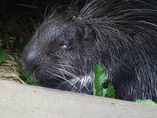 クリス、ナイトズーラシアの１日