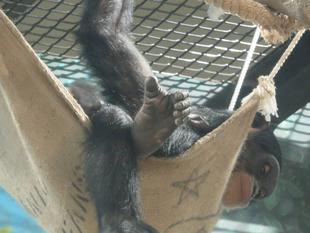 チンパンジーのハンモック