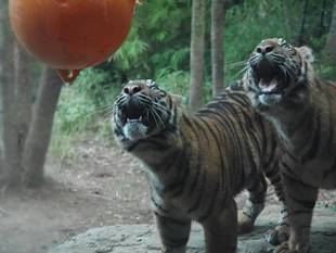 ナイトズーラシア開催中！