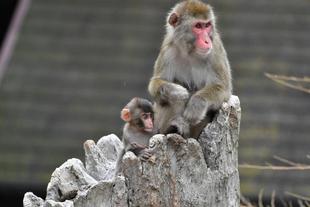 ニホンザルすくすく成長記⑦