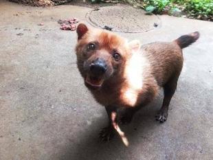 お鼻の先の肉=フキver=