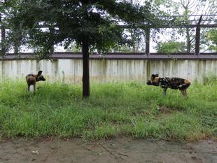 仲良し兄弟を目指して