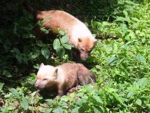 「どすえ」と「フランシス」　パート1