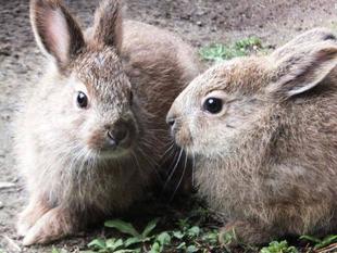 東北野兎セリ通信　2/6