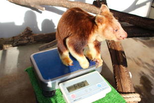 セスジキノボリカンガルーの体重測定