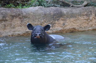 新しい仲間が増えました！