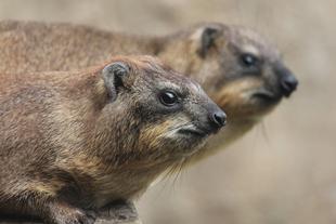 トロロとナクルだよ(`・ω・´)