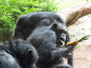 パイナップルの日の前に