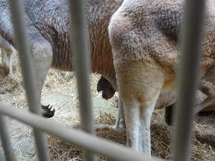 ニューフェイス