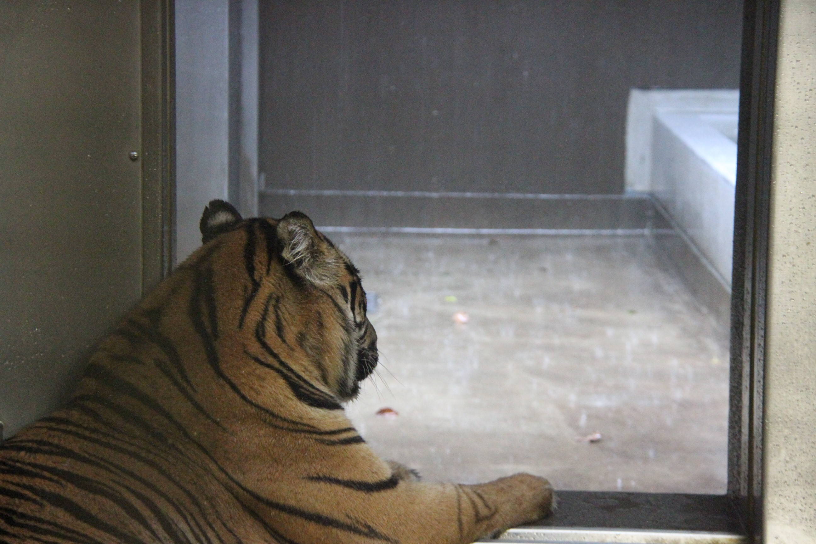 雷雨の日の写真