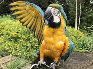 夜のバードショー☆★