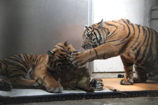 子育て情報-61（畳の反応-1）