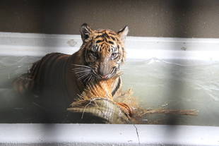 子育て情報-63（畳の反応-3）