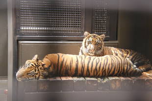 子育て情報-64（最近のサブでの休息事情）