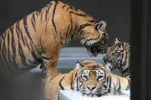 子育て情報-60（ある日の夕方）