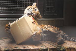 子育て情報-59（またまた段ボールを！）