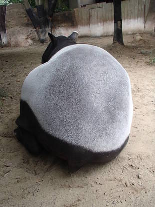 じっくり見てみよう！～マレーバク～