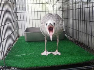 セグロカモメ成長記４