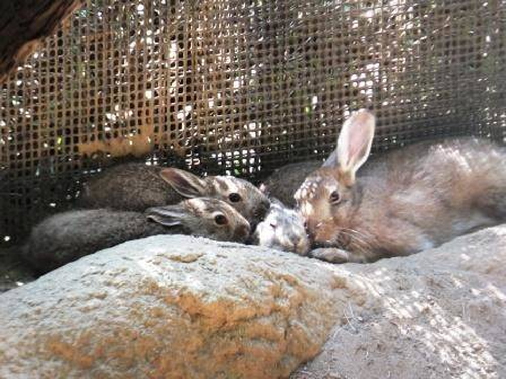 東北野兎セリ通信 4/6の写真