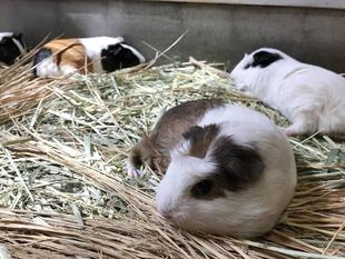 モルモットの暑さ対策